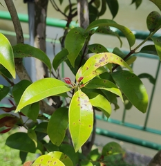 Syzygium myrtifolium