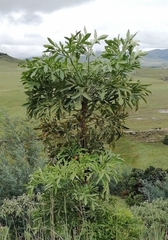 Cussonia paniculata