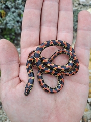 Homoroselaps lacteus