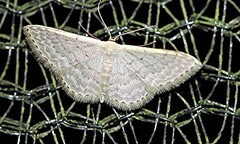 Idaea costaria