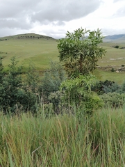 Cussonia paniculata