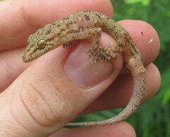 Hemidactylus kushmorensis
