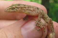 Hemidactylus kushmorensis