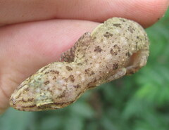 Hemidactylus kushmorensis