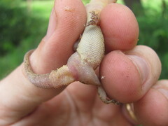 Hemidactylus kushmorensis