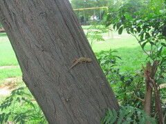 Hemidactylus kushmorensis