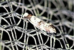 Monopis chrysogramma