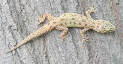 Hemidactylus kushmorensis