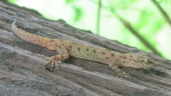 Hemidactylus kushmorensis