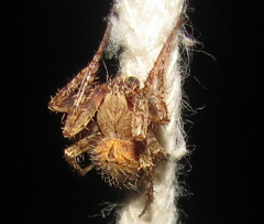 Pararaneus