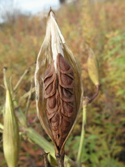 Asclepiadeae