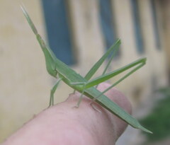 Acrida cinerea