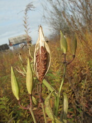 Asclepiadeae