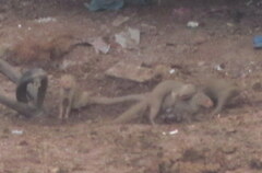 Urva auropunctata