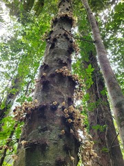 Syzygium cormiflorum