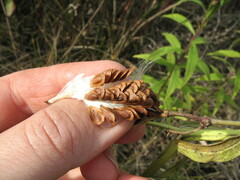 Asclepiadeae