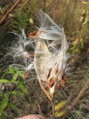 Asclepiadeae