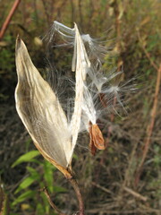 Asclepiadeae