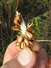 Asclepiadeae