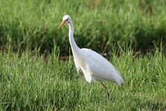 Ardea intermedia plumifera