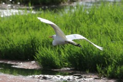 Ardea intermedia plumifera