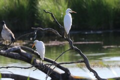 Ardea intermedia plumifera