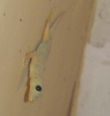 Hemidactylus flaviviridis