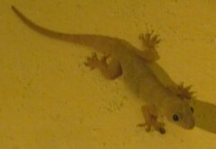 Hemidactylus flaviviridis