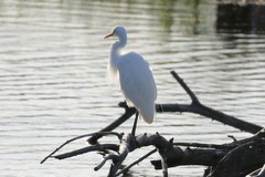Ardea intermedia plumifera