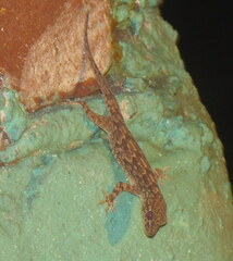 Hemidactylus flaviviridis