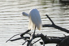 Ardea intermedia plumifera