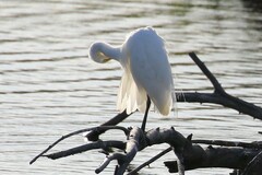 Ardea intermedia plumifera