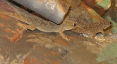 Hemidactylus flaviviridis