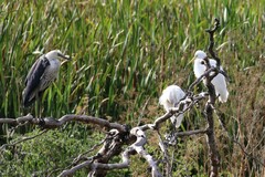 Ardea intermedia plumifera