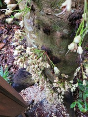 Syzygium cormiflorum
