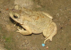 Duttaphrynus stomaticus