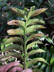 Asplenium decurrens