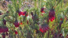 Protea nana