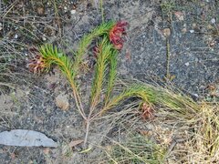 Protea nana