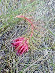 Protea nana