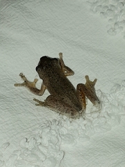 Litoria peronii