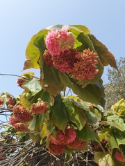 Dombeya wallichii