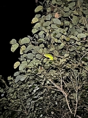 Chamaeleo zeylanicus