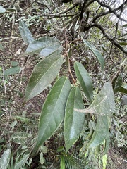 Ficus sarmentosa nipponica