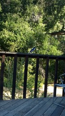 Aphelocoma insularis