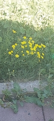 Senecio glaucus