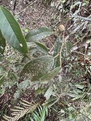 Ficus sarmentosa nipponica