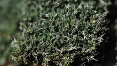 Coscinodon cribrosus