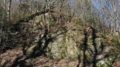 Ptychomitrium polyphyllum