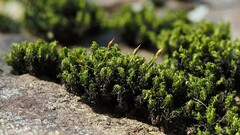 Ptychomitrium polyphyllum